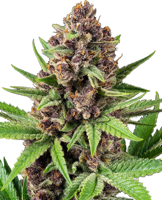 Buy Sensi Seeds StrawZ Auto FEM