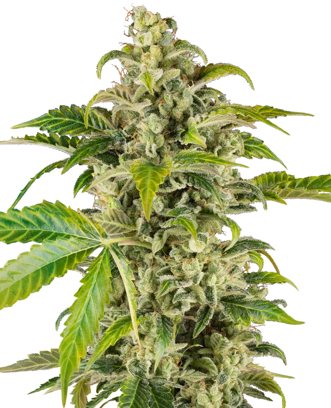 Buy Sensi Seeds Sweet n Sour Cream Auto FEM