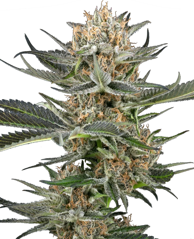 Buy Sensi Seeds Thin Mints Kiwi Auto FEM