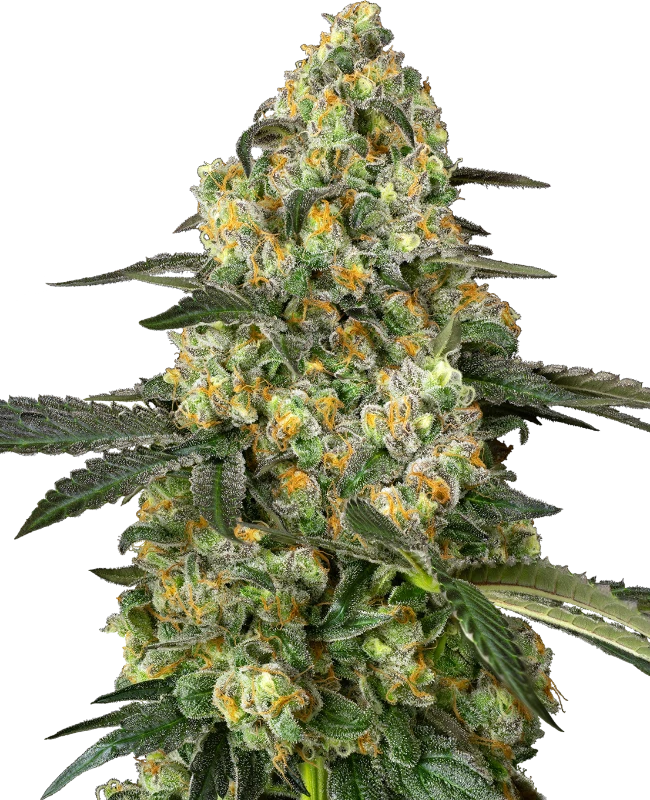 Buy Sensi Seeds Big Berry Bliss FEM