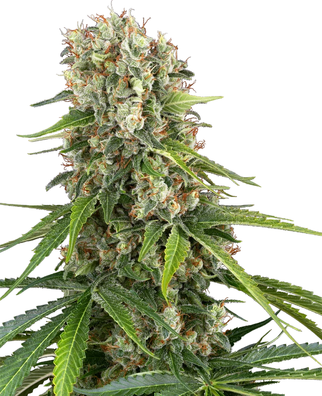 Buy Sensi Seeds Blue Sunset FEM