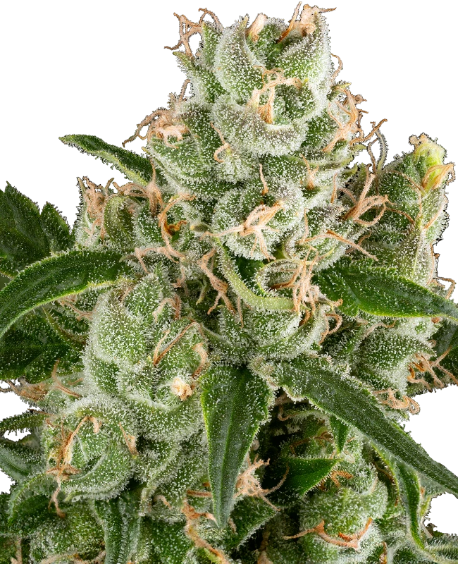 Buy Sensi Seeds California Haze FEM