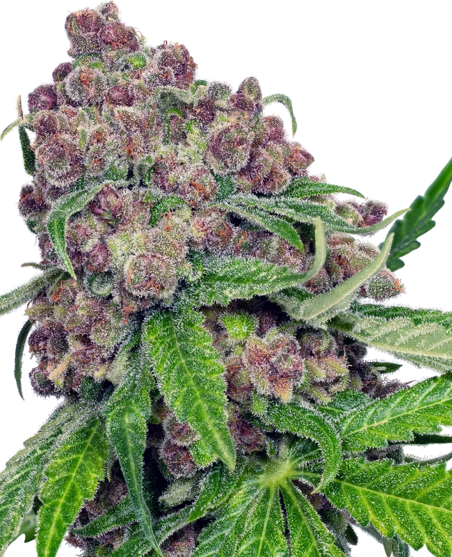 Buy Sensi Seeds Cherry Bacio FEM