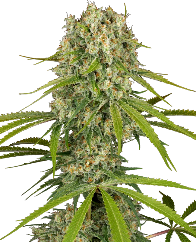 Buy Sensi Seeds LA Sugar FEM