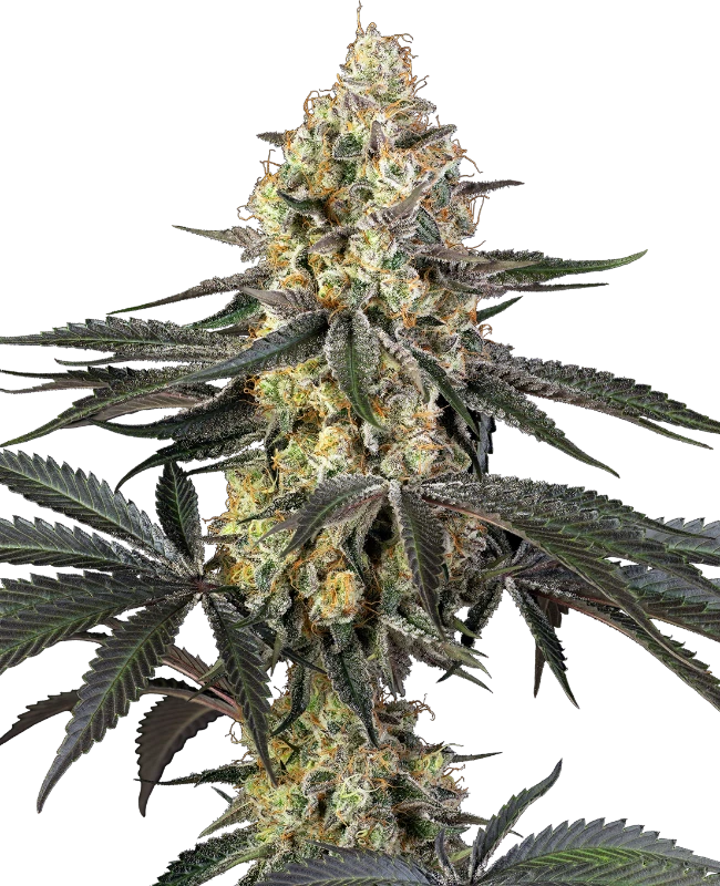 Buy Sensi Seeds Purple Papaya Paradise FEM