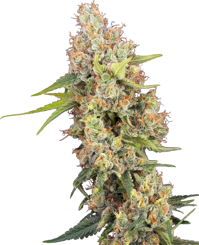 Buy Sensi Seeds Raspberry Critical Kush FEM