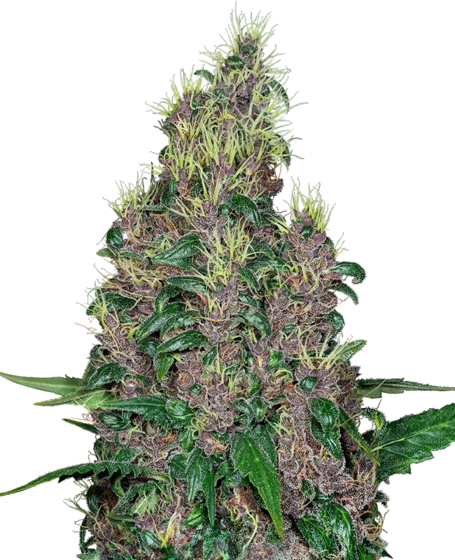 Buy Sensi Seeds Mandarine Jam FEM