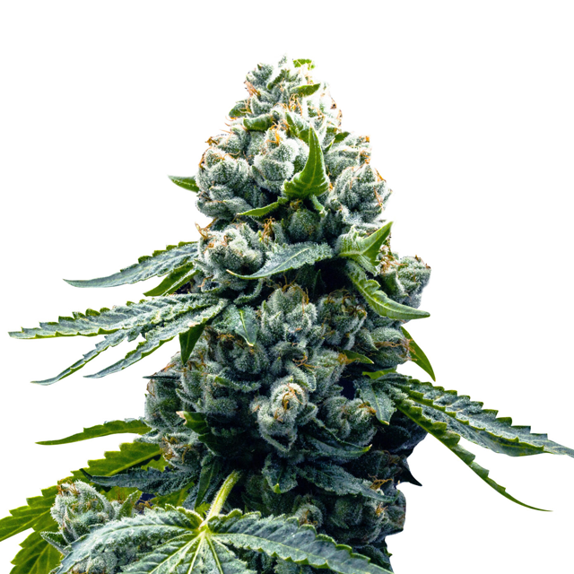 Buy Super Strains Seeds Zoap FEM