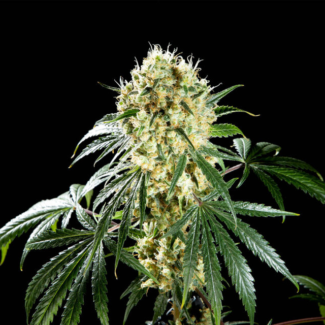 Buy Kannabia Seeds Oreoz USA FEM