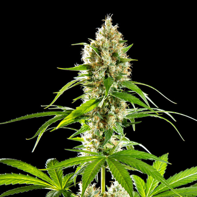 Buy Kannabia Seeds Sunset Sherbet FEM