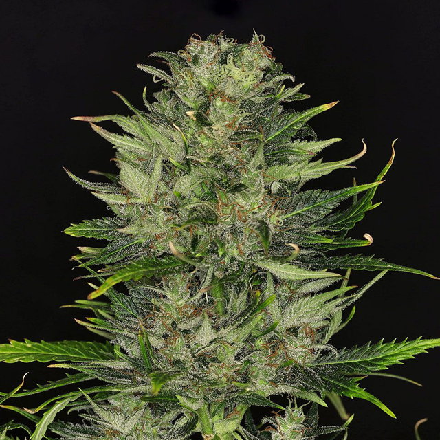 Buy Kannabia Seeds Dosidos Auto FEM