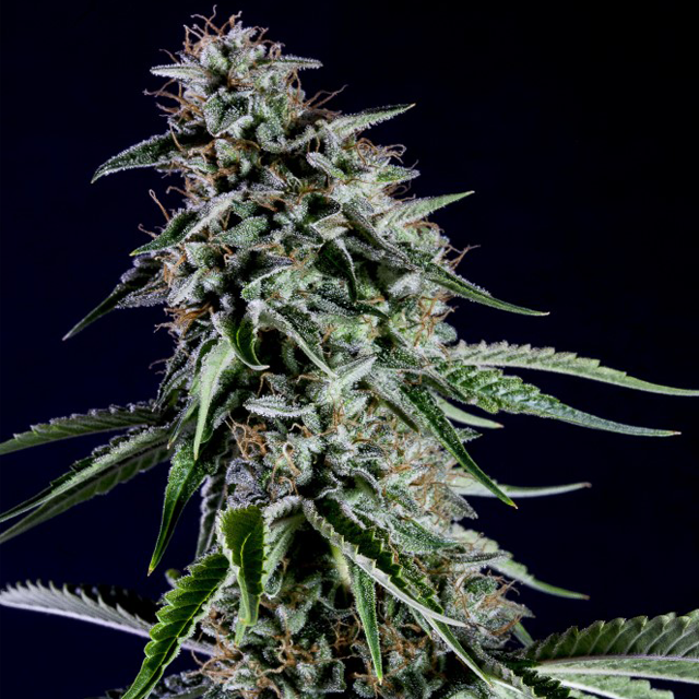 Buy Kannabia Seeds Rainbow Sherbet #11 FEM