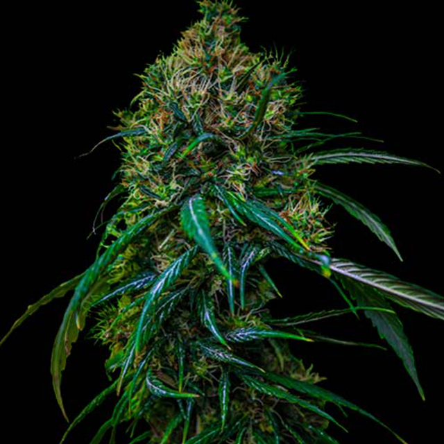 Buy Spliff Seeds Blue Dream FEM