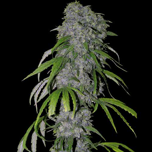 Buy Spliff Seeds Nevilles Haze FEM