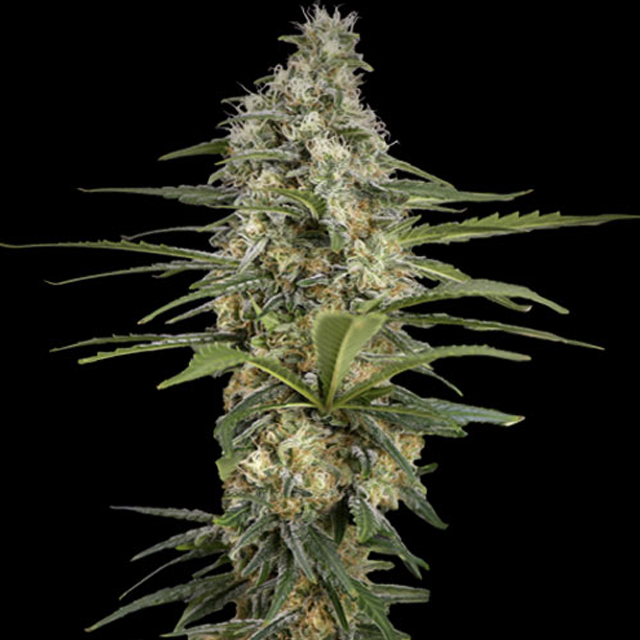 Buy Spliff Seeds Mintz Runtz Auto FEM