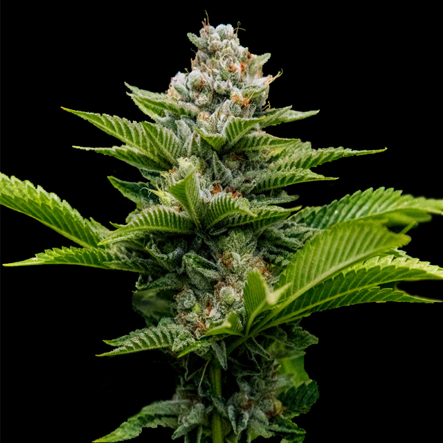 Buy DNA Genetics Seeds Challah Cake FEM