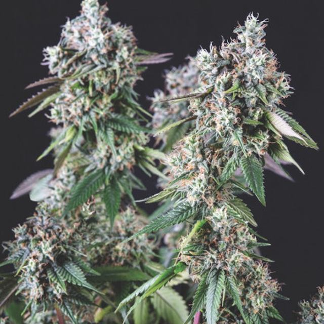 Buy Pyramid Seeds Mendocino Purple Kush FEM