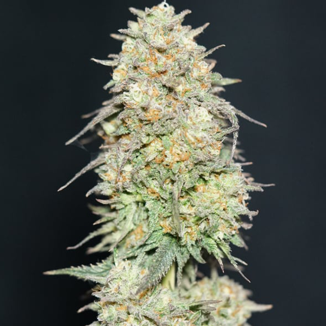 Buy Fast Buds Seeds Lemonpaya FEM