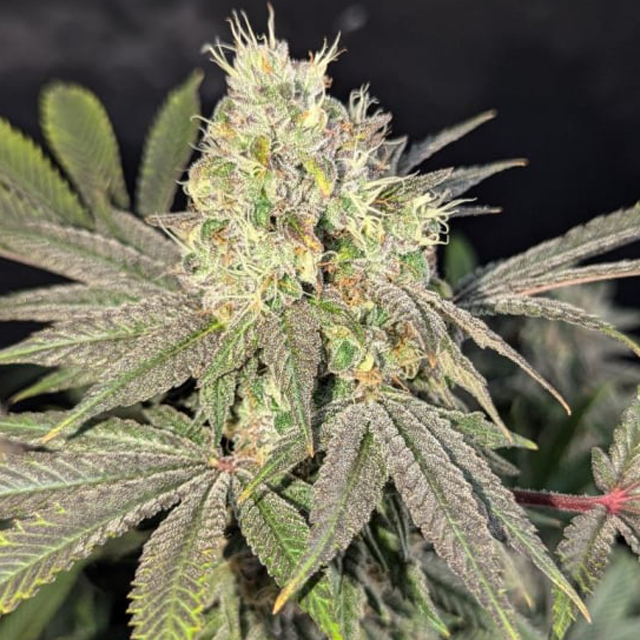 Buy Fast Buds Seeds Rainbow Melon FEM