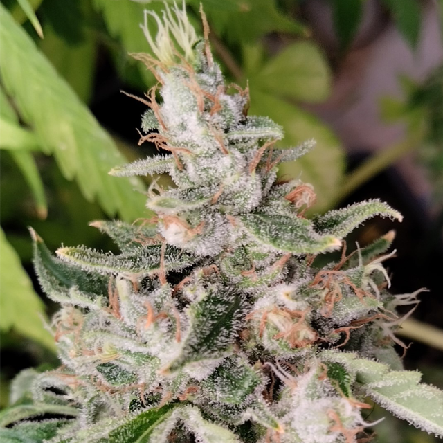 Buy Ace Seeds African Gas FEM