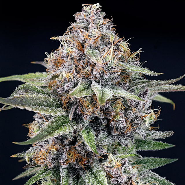 Buy Ripper Seeds EyeBallz FEM