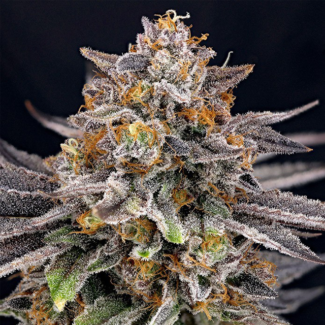 Buy Ripper Seeds CandyGaz FEM