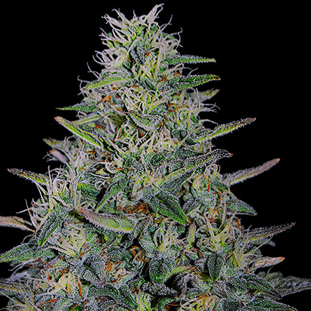 Buy G13 Labs Seeds Cherry Pavlova FEM