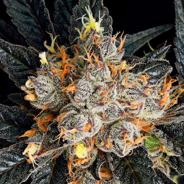 Buy Anesia Seeds Aura FEM