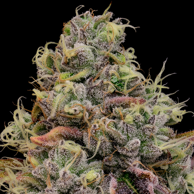 Buy Anesia Seeds Chaos Cake FEM