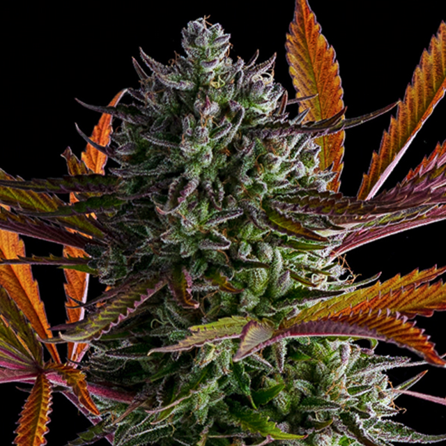 Buy Anesia Seeds Strawberry Pop Rocks FEM