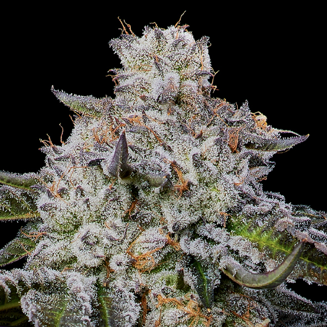 Buy Anesia Seeds Chaos Cake Auto FEM