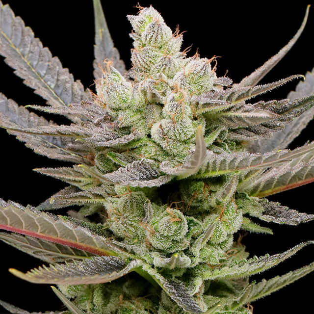 Buy Anesia Seeds Glowberry Rush Auto FEM