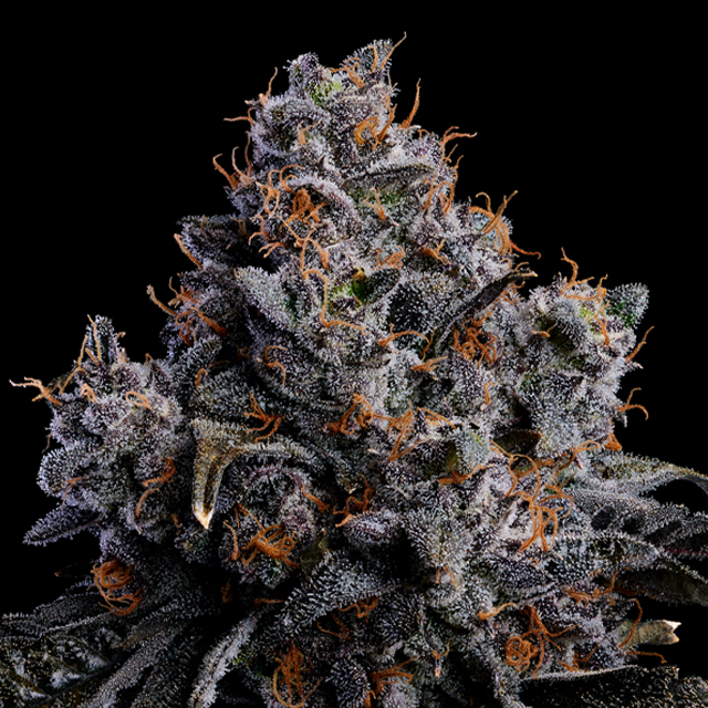 Buy Anesia Seeds Grape Pop Rocks Auto FEM