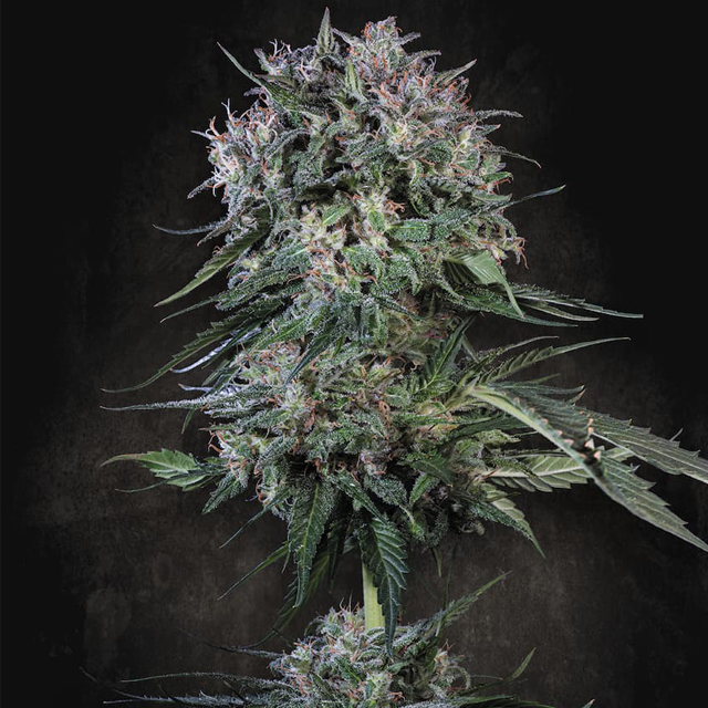 Buy Paradise Seeds Doppler FEM