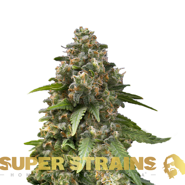 Buy Super Strains Seeds Enemy Of The State FEM